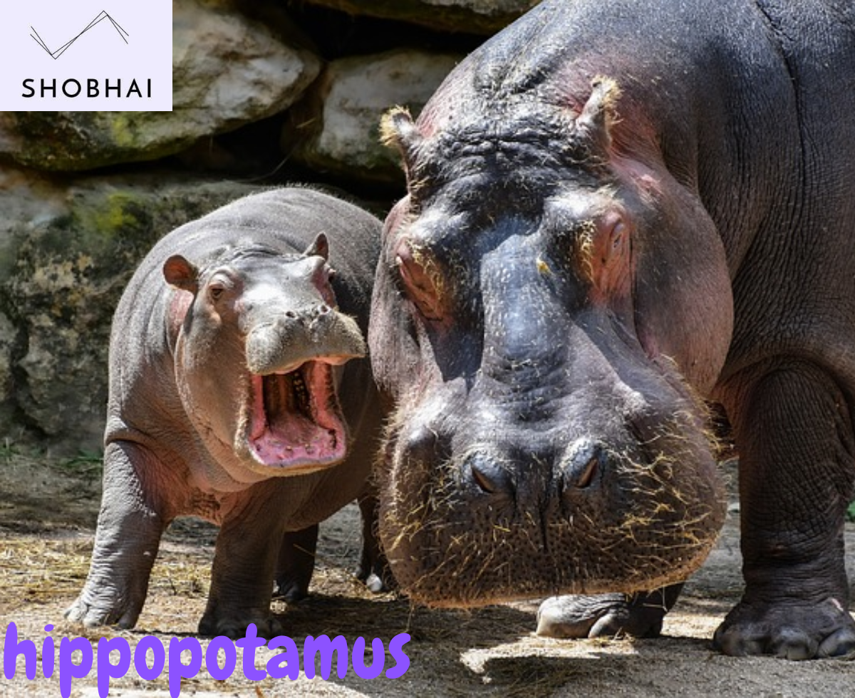 hippopotamus in hindi meaning